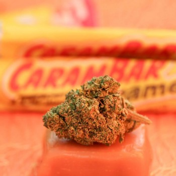 Candy Kush