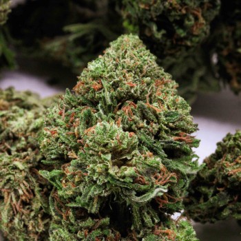 Lemon dream