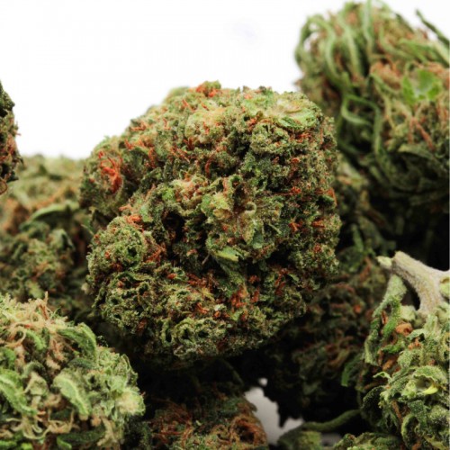 Lemon dream small buds