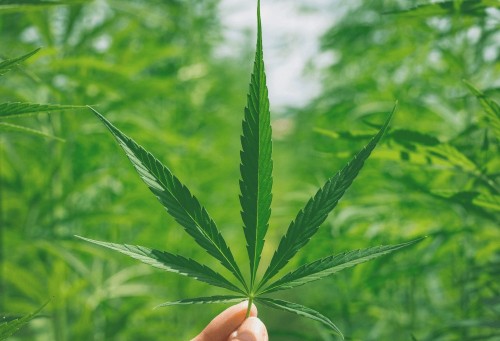 5 idées reçues sur le CBD