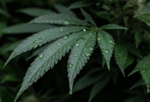Comment le CBD aide à lutter contre le stress et l'anxiété ?