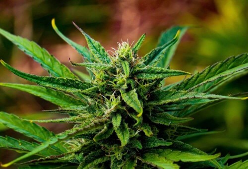Le Cannabidiol est-il nocif ?